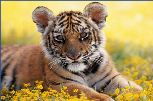 Est-Il Possible d' Avoir Un Tigre comme Animal Domestique ?