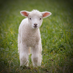 Petites Boucles d'oreilles en argent enfant agneau | Felin-Addict