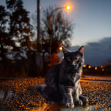 Bijoux Médaillon en agate Promenade Nocturne avec chat | Fein-Addict