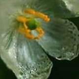 Talisman Fleur de Cristal