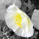 Bijoux avec des Fleurs Bague Flore Coquelicot Blanc | Felin-Addict