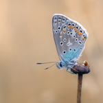 Clous d'Oreilles Secrets de Papillons