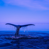 Anneau Une baleine au Doigt
