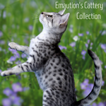 Collections de Bijoux Emaution's Cattery Acrobatic Cats | Felin-Addict Joyas