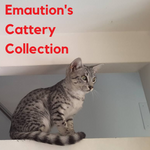 Chatterie Emaution's Cattery Jewels Collection Bijoux  | Felin-Addict Joyas