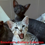 Silver and Black Smoke Egyptian Mau Emaution's Cattery | Felin-Addict Joyas